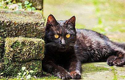 《赤影战士》发布主机试玩版公布全新游戏预告